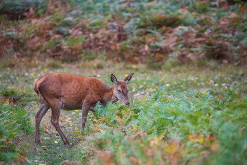 Beautiful image of red deer stag and does Cervus Elaphus in Autumn Fall during rut mating season