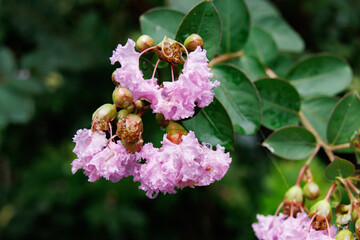Delicate Pink Crepe Myrtle Blossoms Glisten with Raindrops