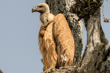 Afrikanische Wildtiere