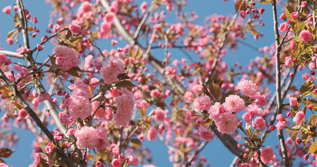 Spring sakura bloom branches. Cherry Blossoming Cherry Tree In Full Bloom On Blue Sky Background, pink Flower. Japanese Garden in Spring. Flowering of a Fruitful Plant, low angle