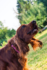 Joyful Irish Setter