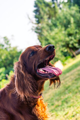 Joyful Irish Setter