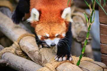 Fototapeta premium Red Panda Exploring Its Enclosure at the Zoo