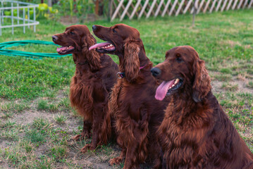 Joyful Irish Setter