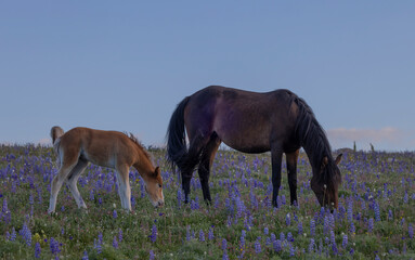 Wild Horse Mare and Foal in the Pryor Mountains Montana in Summer