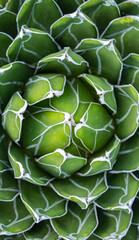 Obraz premium Queen Victoria's agave on a decorative flower bed in the greenhouse
