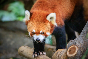 Red Panda Exploring Its Enclosure at the Zoo