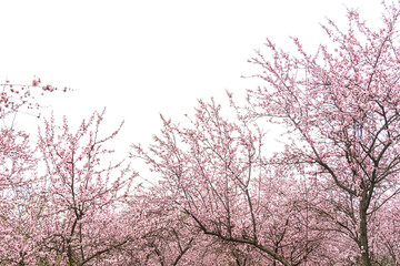 plum blooming flowers isolated on white background