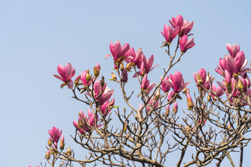 pink magnolia flower in garden with blue sky background