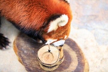 Naklejka premium Red Panda Interacting with Wooden Enrichment Toy in Zoo Habitat
