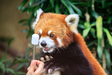 Obraz premium Close-Up of a Red Panda Showing Its Teeth