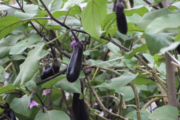 東京近郊のナス（東京都府中市）