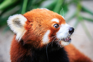 Obraz premium Curious Red Panda Exploring Its Natural Habitat