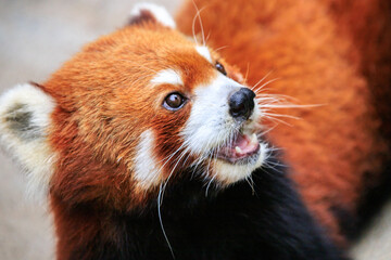 Curious Red Panda Exploring Its Natural Habitat