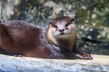 Fototapeta premium Adorable Otter Relaxing on a Sunny Day