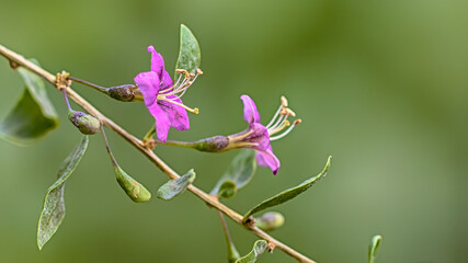 Himalayan goji blossom - Lycium barbarum