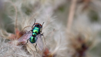 Green bottle fly - Lucilia caesar