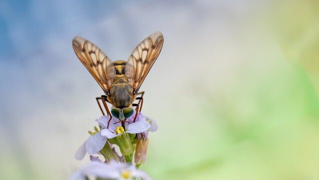 Horse fly - Pangonius pyritosus