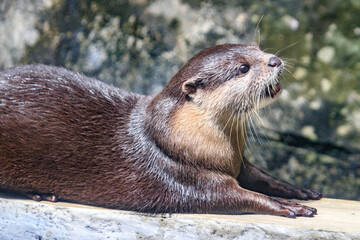 Obraz premium Adorable Otter Relaxing on a Sunny Day