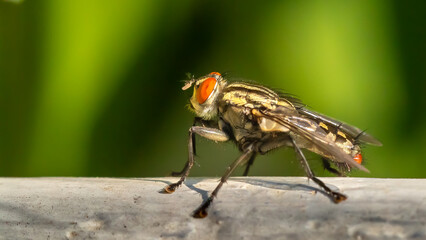 Flesh fly - Sarcophaga africa