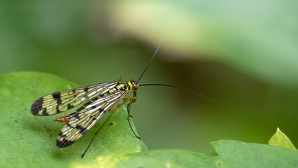 German scorpionfly - Panorpa cf. germanica