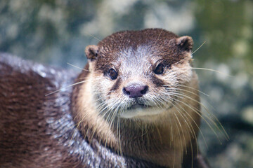 Close-Up Portrait of an Alert River Otter