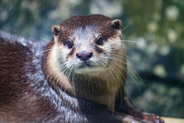 Close-Up Portrait of an Alert River Otter