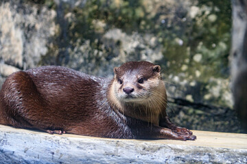 Obraz premium Adorable Otter Relaxing on a Sunny Day