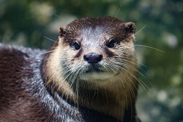 Close-Up Portrait of an Alert River Otter