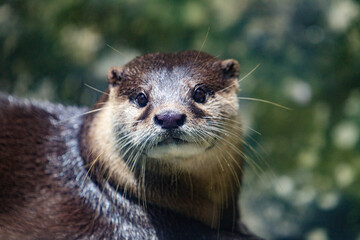 Close-Up Portrait of an Alert River Otter
