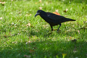 Crow in the grass