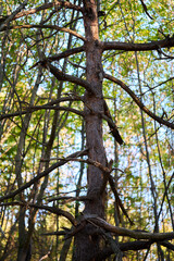Old dead pine tree in the forest