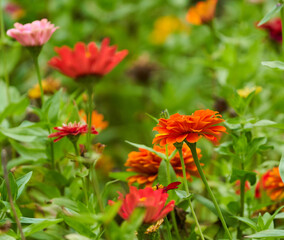 Vibrant flowers in a garden