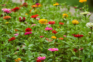 Vibrant flowers in a garden