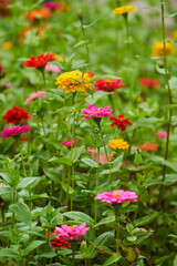 Vibrant flowers in a garden
