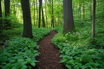 Fototapeta premium A vibrant forest path lined with medicinal plants like turmeric, ginger, and wild garlic, thriving in the rich soil beneath the tall trees, offering a glimpse of the forest's natural remedies