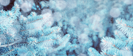 Christmas winter snowy background, blue pine tree branches under winter falling snow, closeup of...