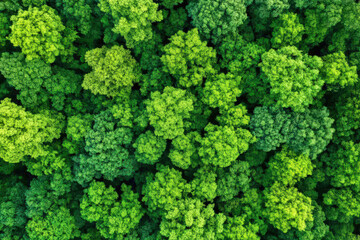 Aerial View of Dense Green Forest Canopy
