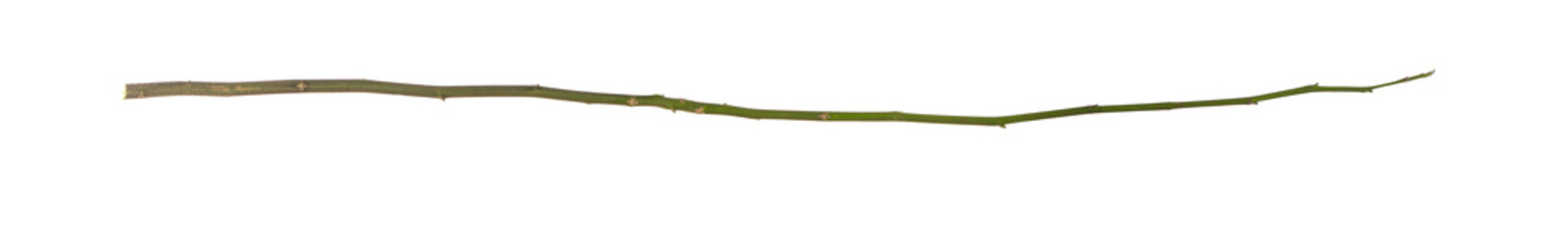 Fototapeta premium long green stick stem branch isolated on white background