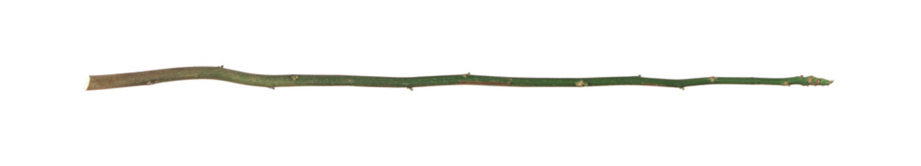 long green stick stem branch isolated on white background © serikbaib