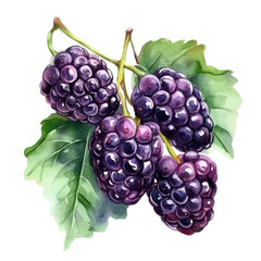 A fresh mulberry clipart, fruit element, watercolor style, deep purple and juicy, isolated on white background