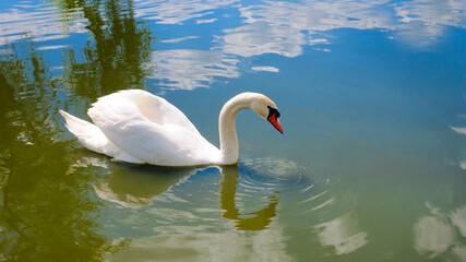 Fototapeta premium White Swan on the Lake. Mute Swan (Cygnus olor) gliding across the Lake .
