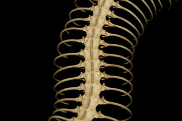 Close up  snake bone on black background