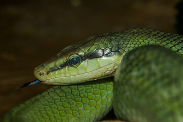 Close up head red tailed rat snake in garden