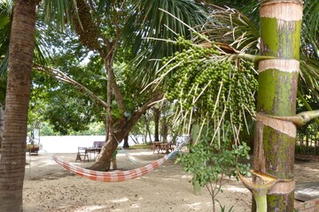 Colorful hammocks to relax under a tree