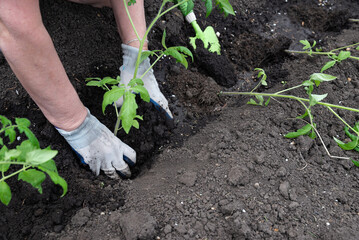 Farmer holding tomato plant in greenhouse, homegrown organic vegetables.