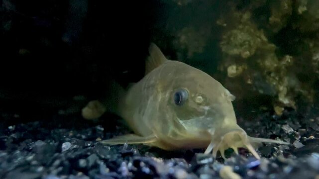 corydora fish resting at the bottom of the aquarium