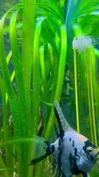 In-water video of freshwater aquarium with tropical fish and plants. Breed fish: scalar (or angelfish), danio rerio and Gymnocorymbus ternetzi of colors
