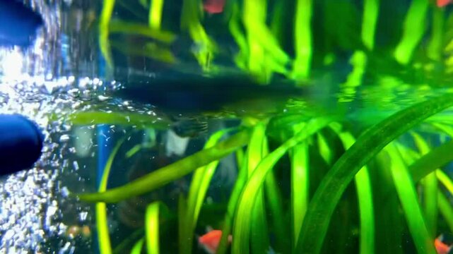 Slow motion in-water video of freshwater aquarium with tropical fish and plants. Breed fish: scalar (or angelfish), danio rerio and Gymnocorymbus ternetzi of colors