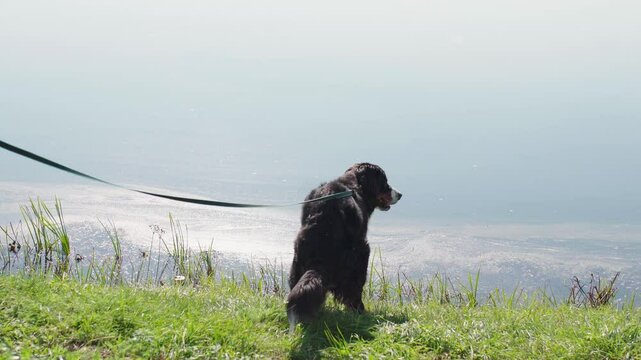Dog pooping on a green meadow, Bernese Mountain Dog